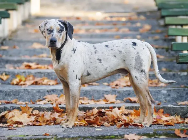 Louisiana Catahoula Leopard Dog